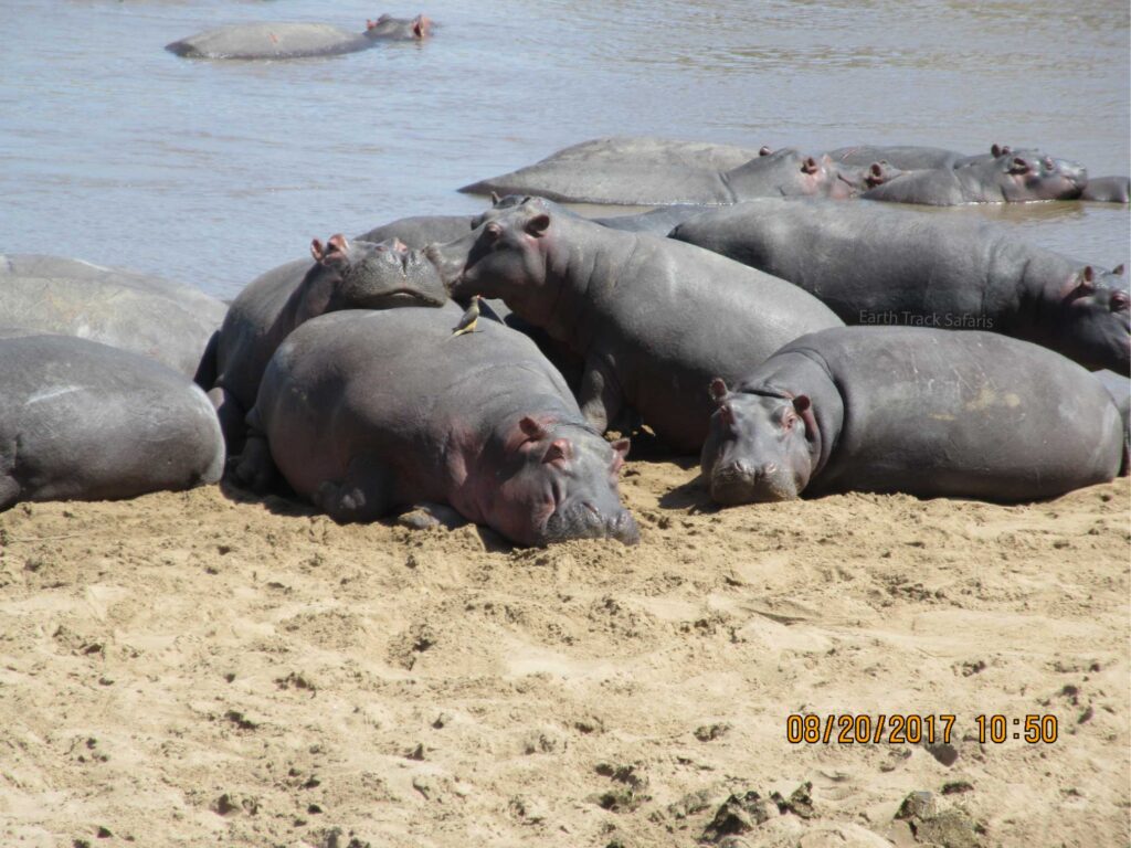 4 Day Tanzania Lodge Safari