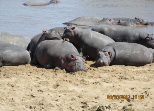 4 Day Tanzania Lodge Safari