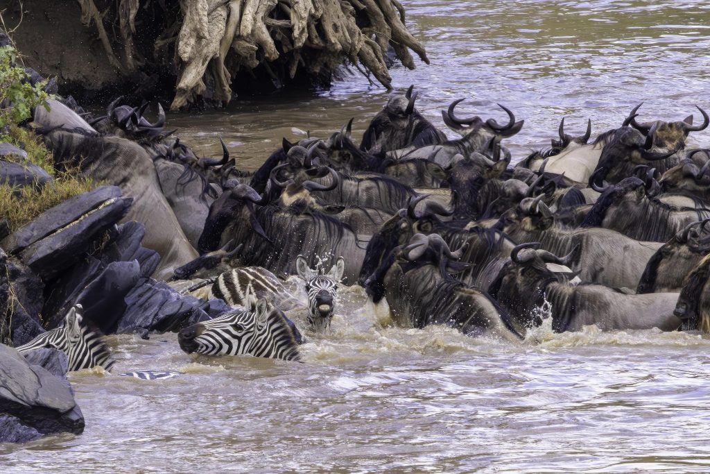 6 Day Northern Serengeti Migration Safari