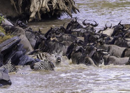 6 Day Northern Serengeti Migration Safari