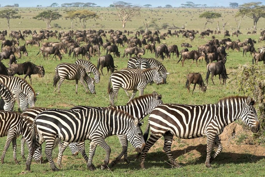 3 Day Ndutu Great Migration Safari