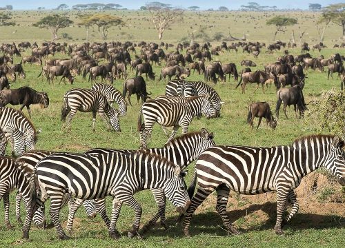 3 Day Ndutu Great Migration Safari