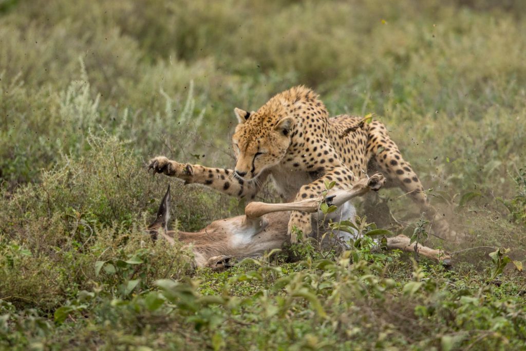 5 Day Northern Serengeti Migration Safari
