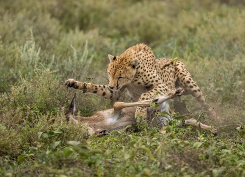 5 Day Northern Serengeti Migration Safari