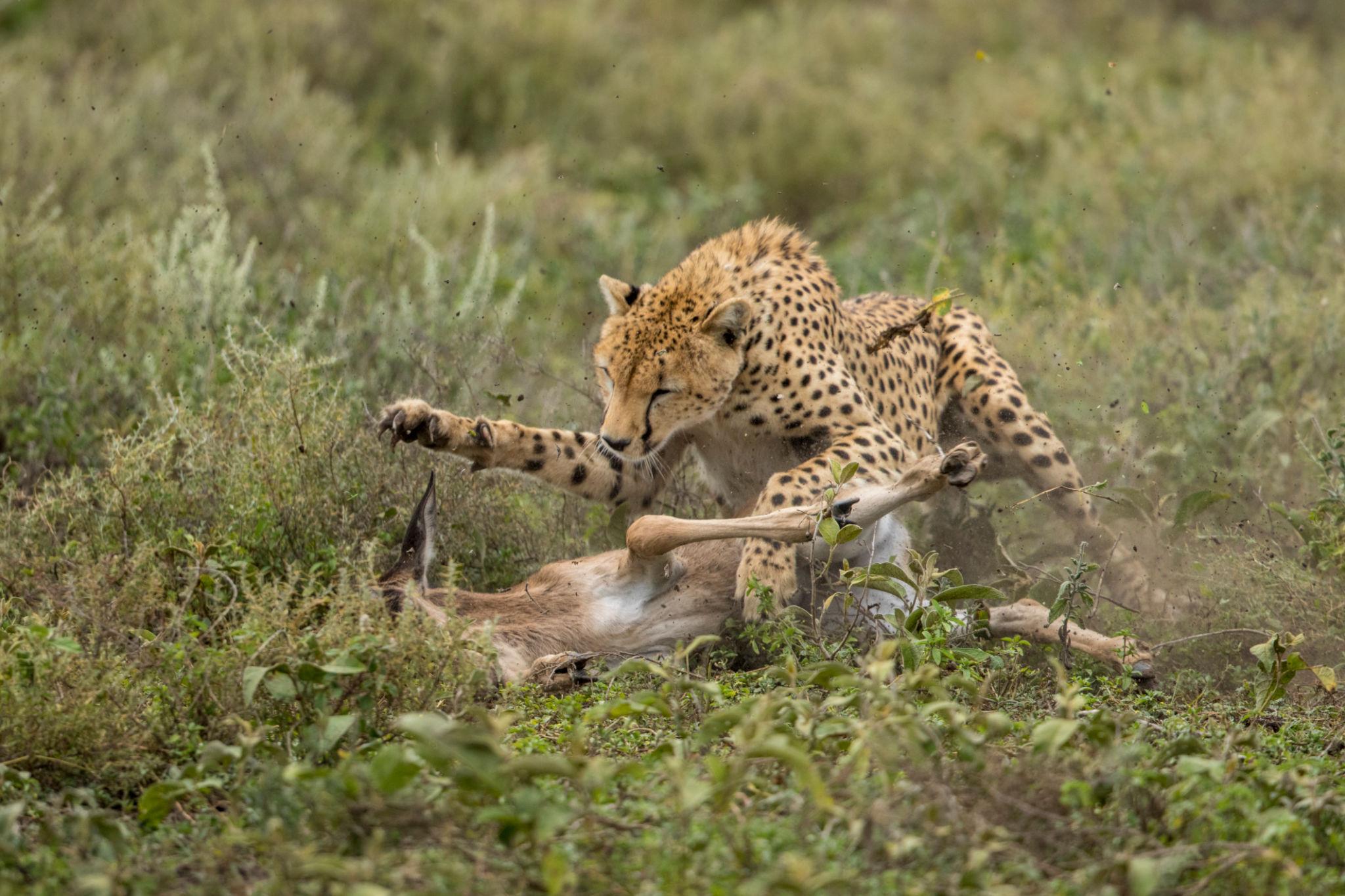 5 Day Northern Serengeti Migration Safari