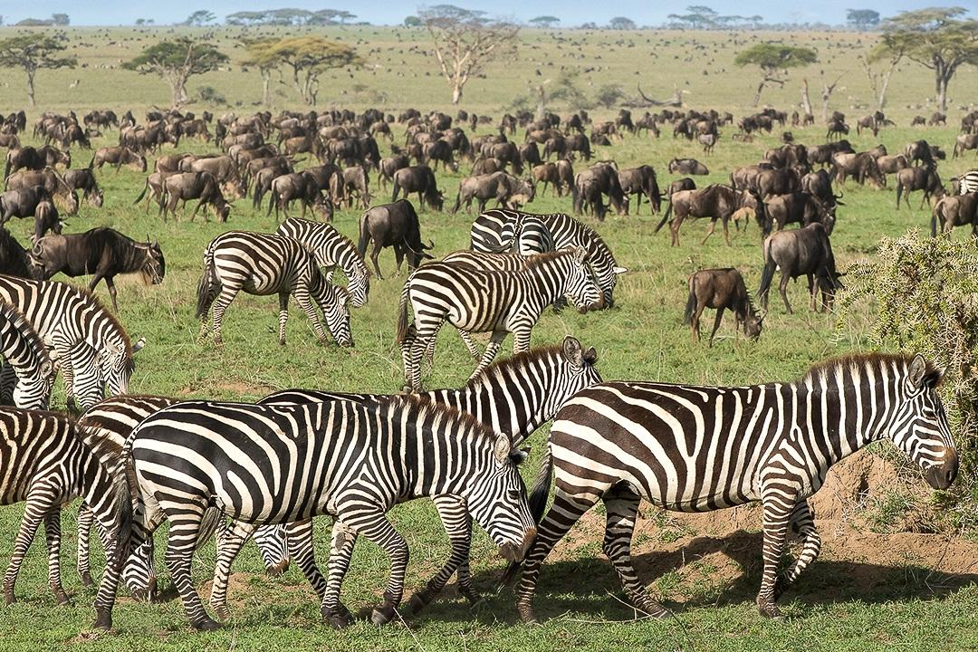 3 Day Ndutu Great Migration Safari