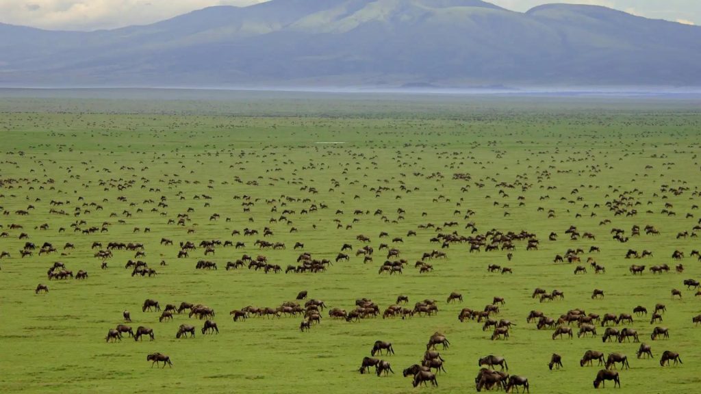 5 Day Ndutu, Serengeti & Crater Safari