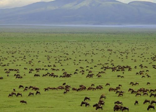 5 Day Ndutu, Serengeti & Crater Safari