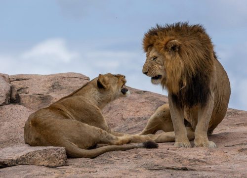 6 Day Ndutu, Serengeti & Crater Safari