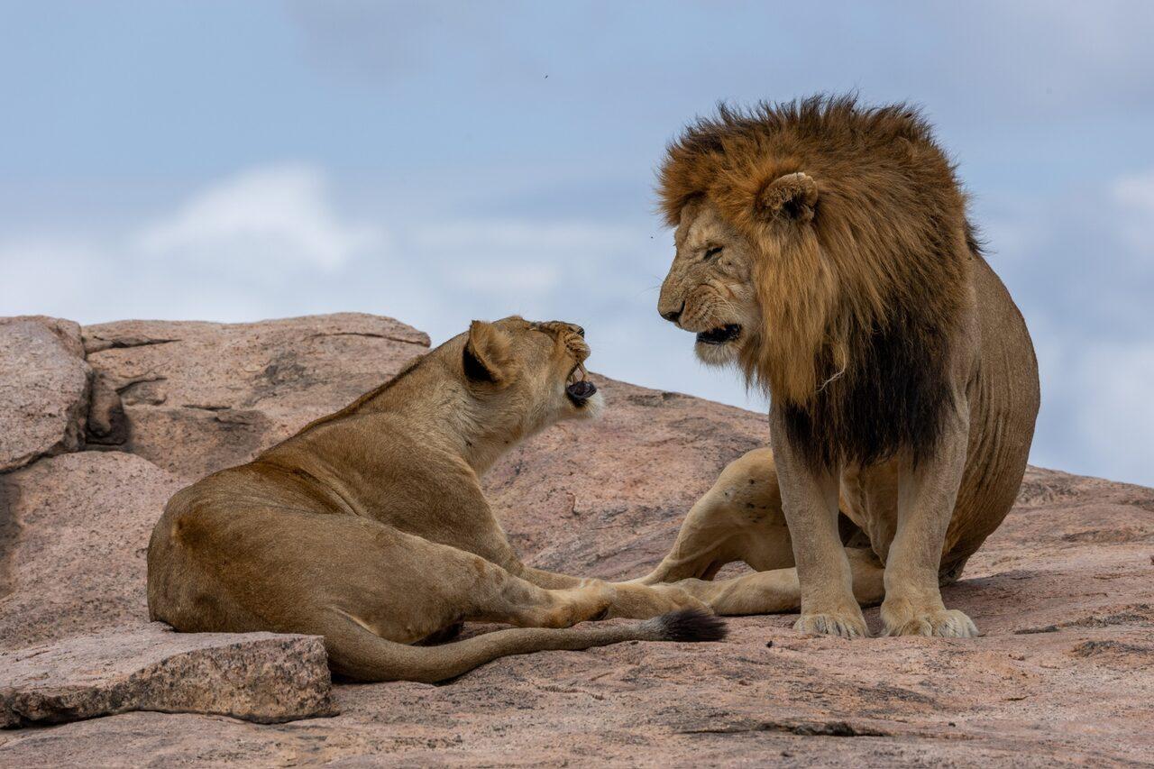 6 Day Ndutu, Serengeti & Crater Safari