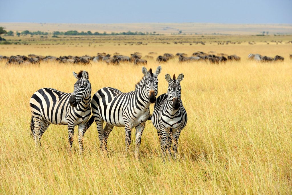 7 Day Tanzania Lodge Safari