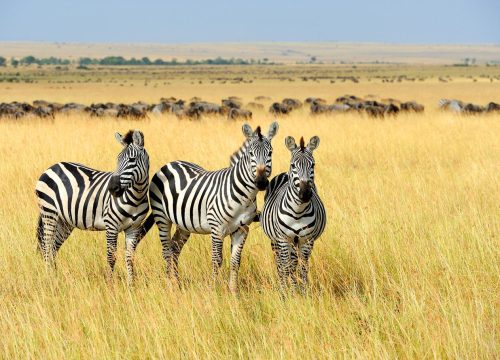 7 Day Tanzania Lodge Safari