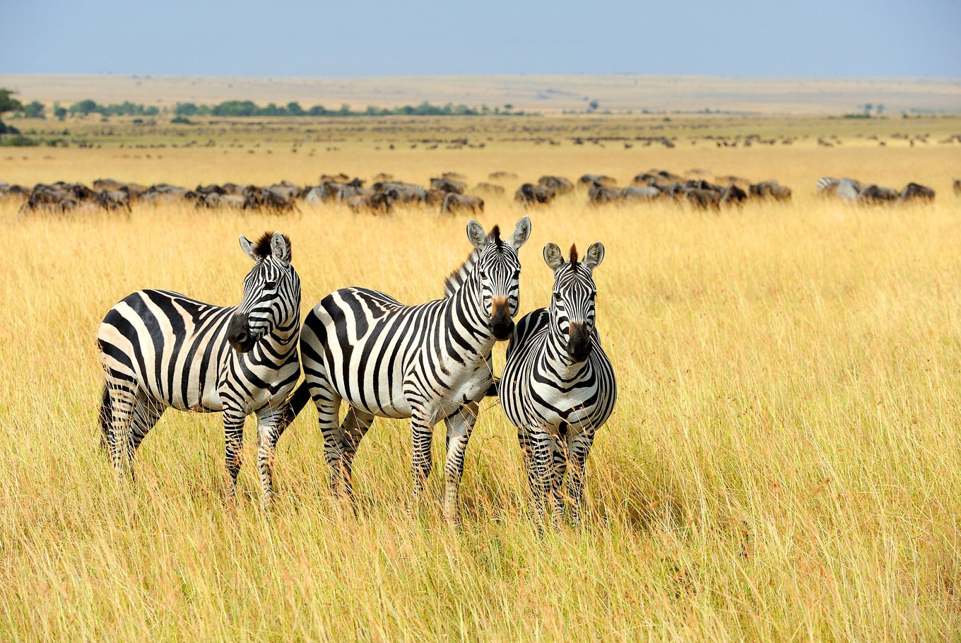 7 Day Tanzania Lodge Safari